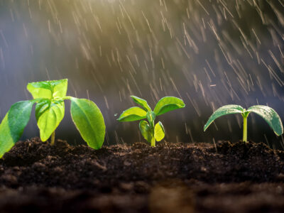 Young green sprouts growing in the rain garden