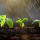 Young green sprouts growing in the rain garden