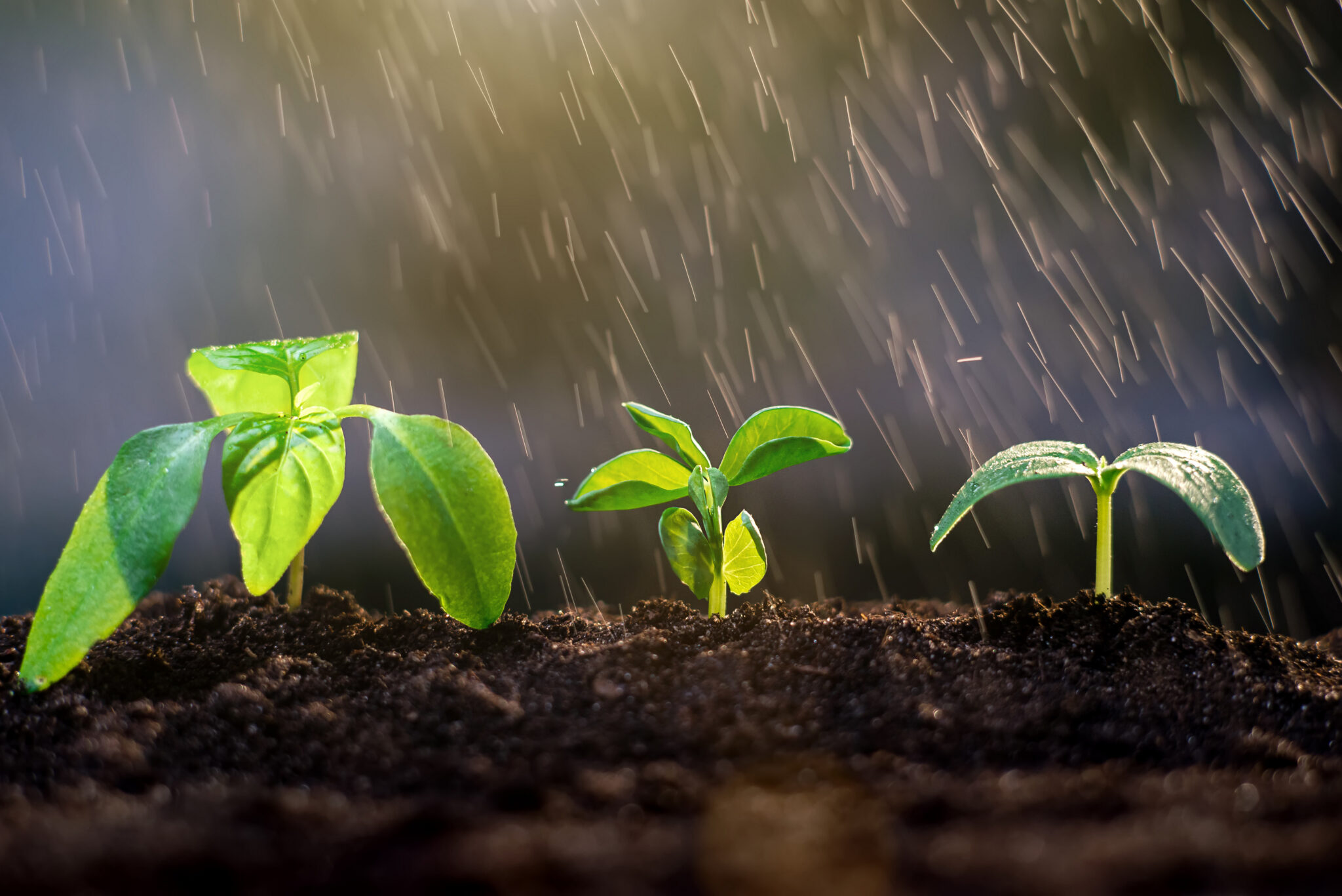 Young green sprouts growing in the rain garden