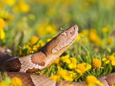 Copperhead venomous snake