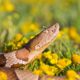 Copperhead venomous snake