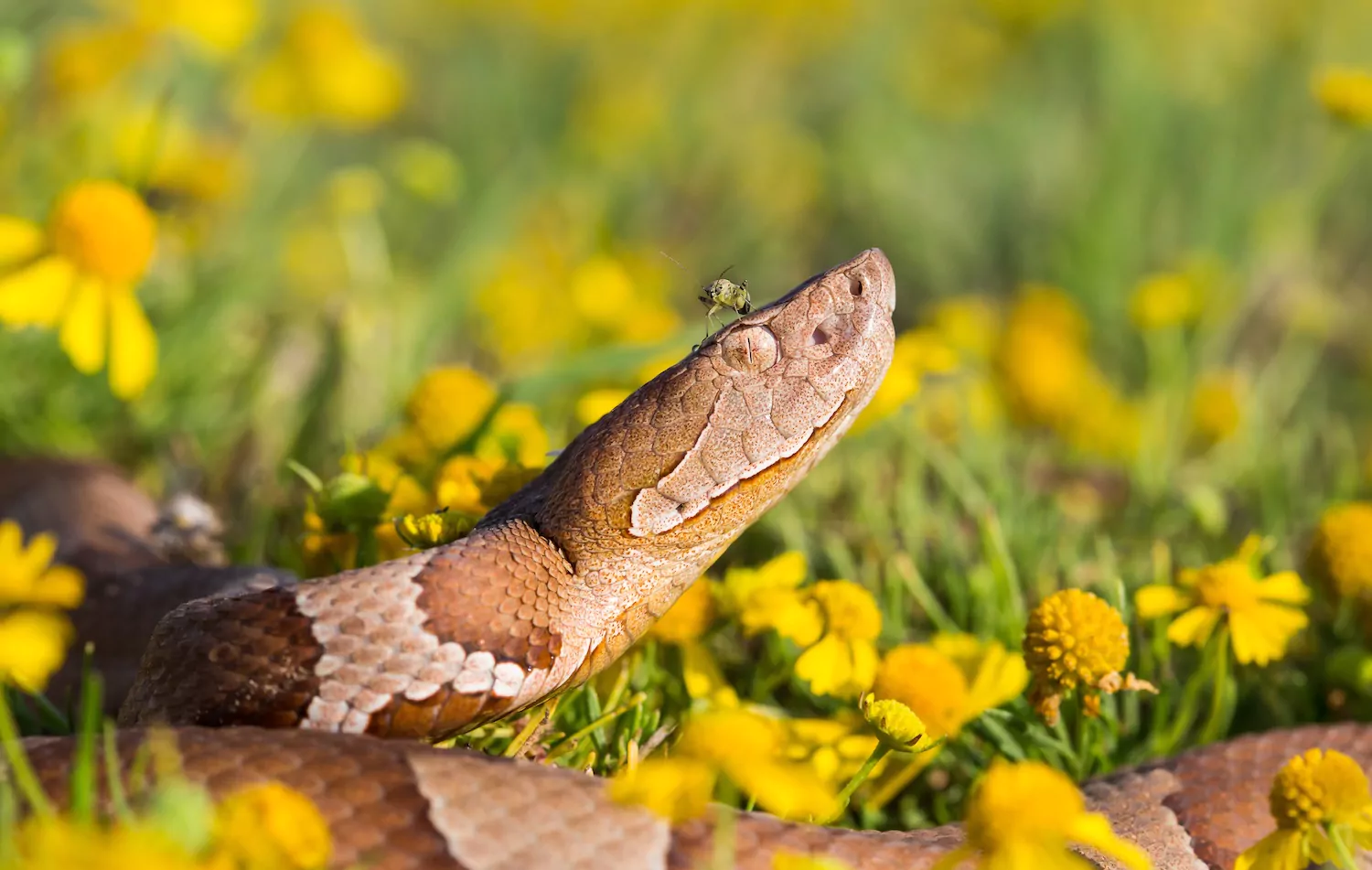 Copperhead venomous snake