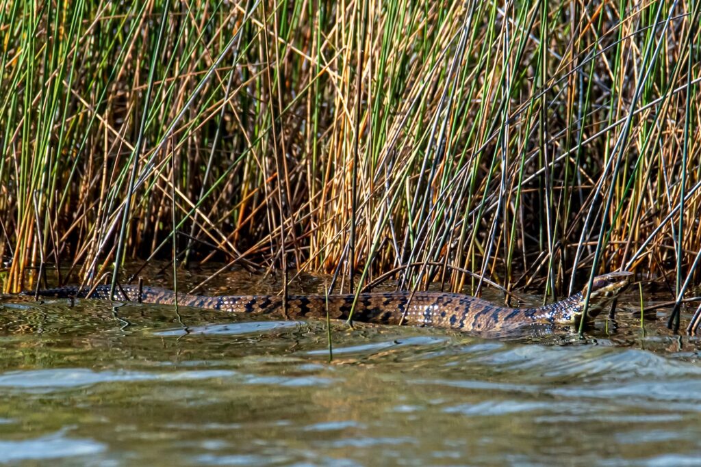 Cottonmouth venomous snake