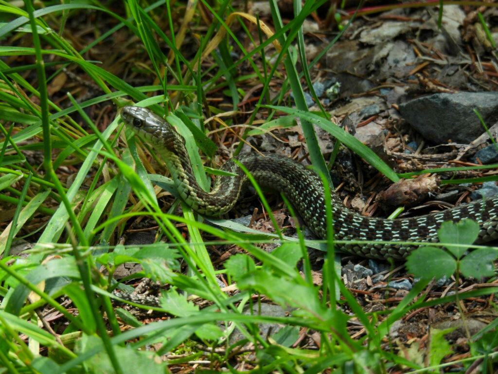 Non venomous Garter snake