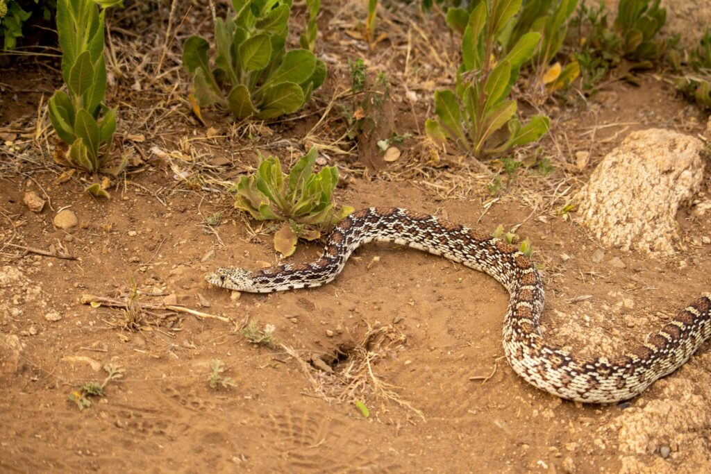 Non-venomous Gopher snake