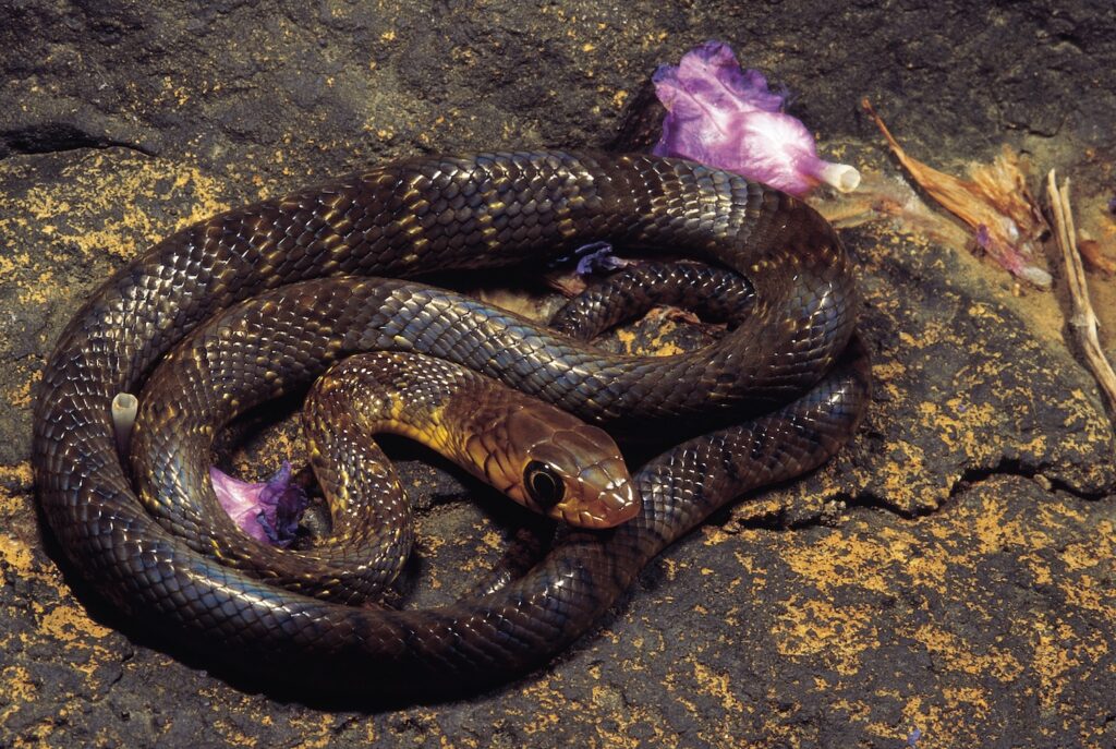 Non-venomous Rat Snake