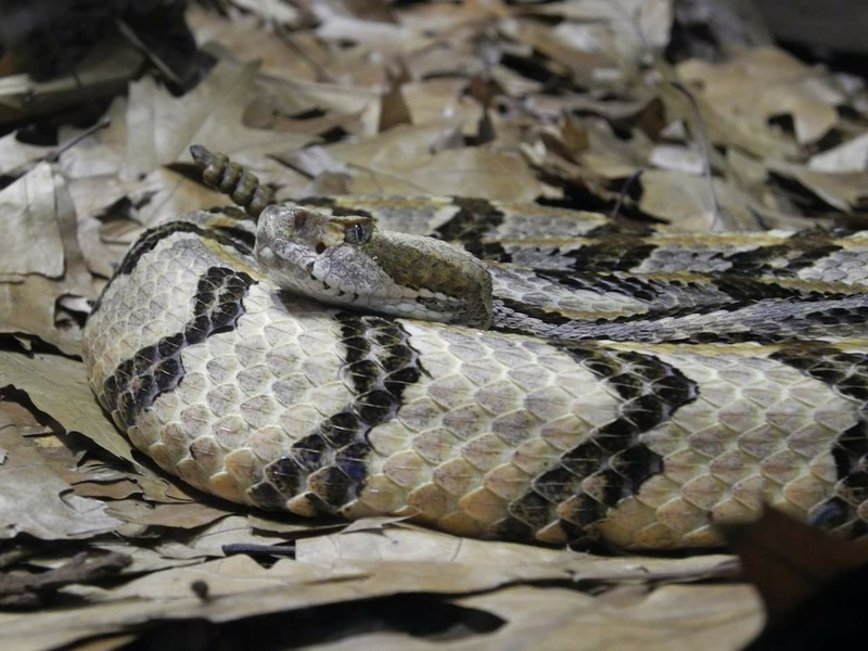 Venomous Rattlesnake