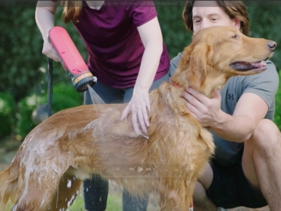 Washing a dog using the Rheem HotWave sprayer