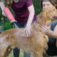 Washing a dog using the Rheem HotWave sprayer