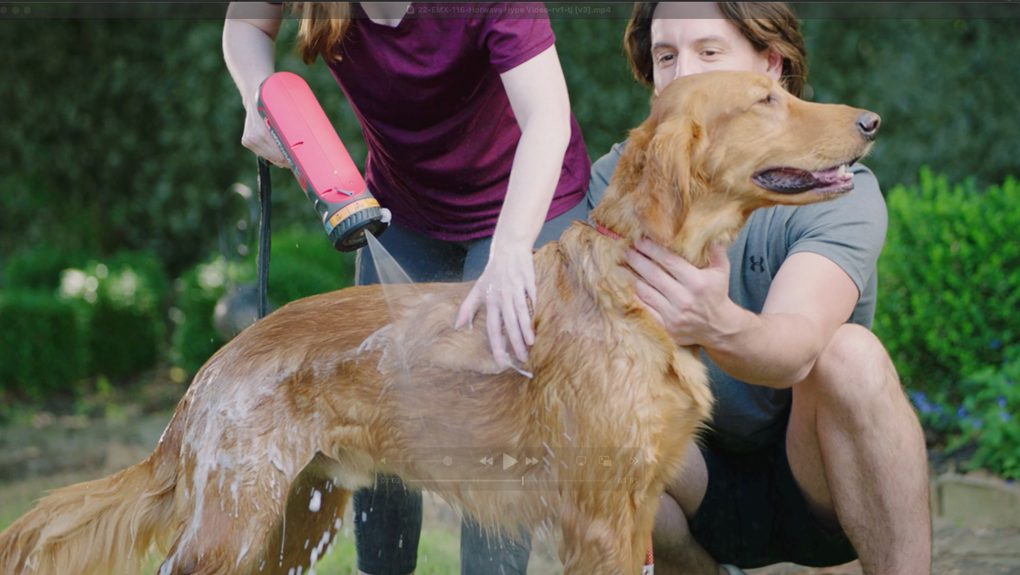 Washing a dog using the Rheem HotWave sprayer