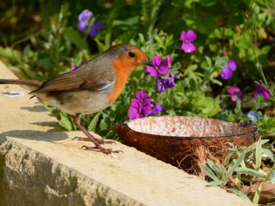 Robin Red Breast with native flowers waiting for the food dish.