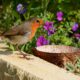 Robin Red Breast with native flowers waiting for the food dish.