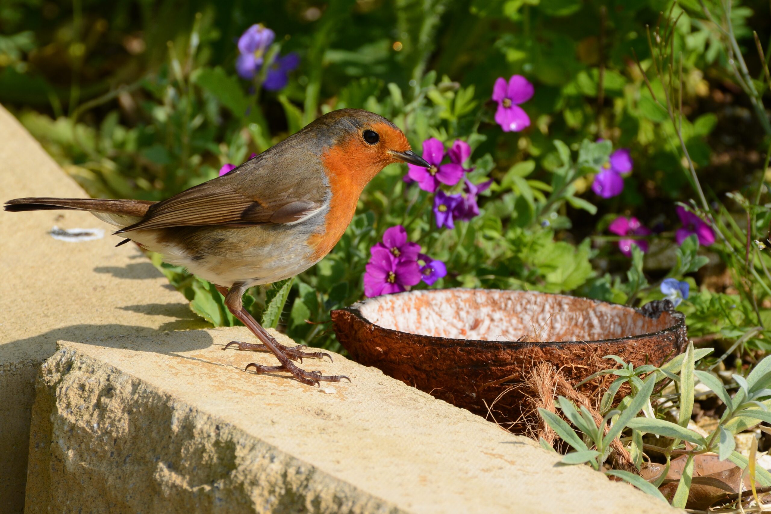 Robin Red Breast with native flowers waiting for the food dish.