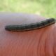 Fall Armyworm