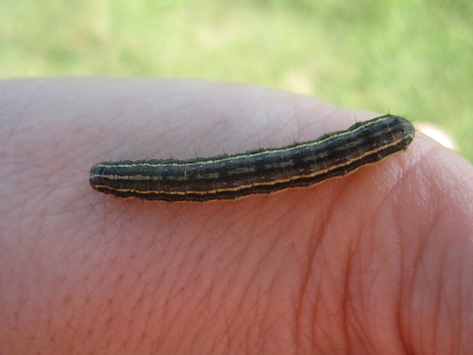 Fall Armyworm