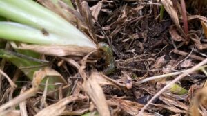 Sod webworm in lawn