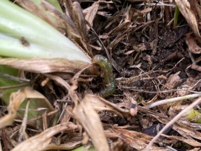 Sod webworm in lawn