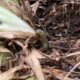 Sod webworm in lawn