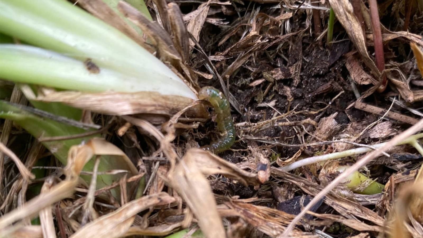 Sod webworm in lawn