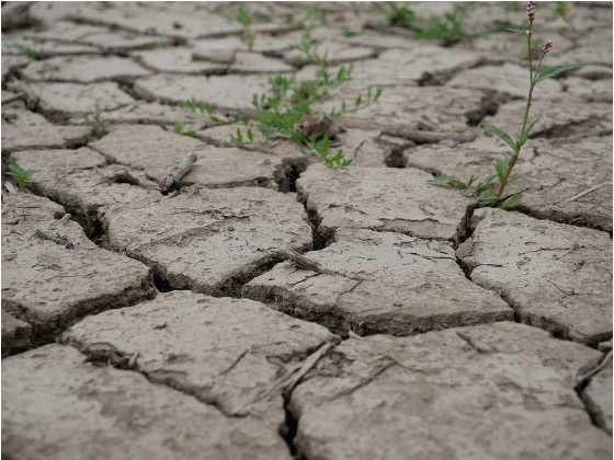 Clay soil can be more difficult to understand and treat.