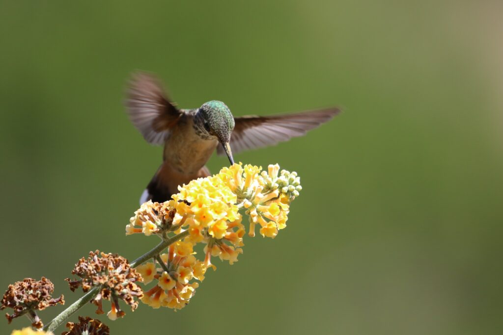 Hummingbird in flight over plant
