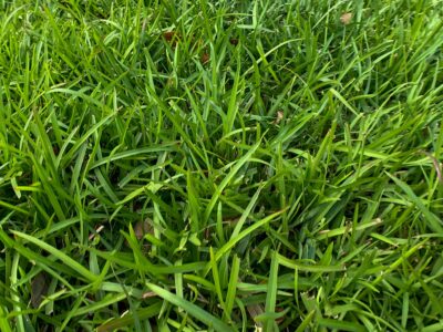 How to grow a centipede grass lawn.