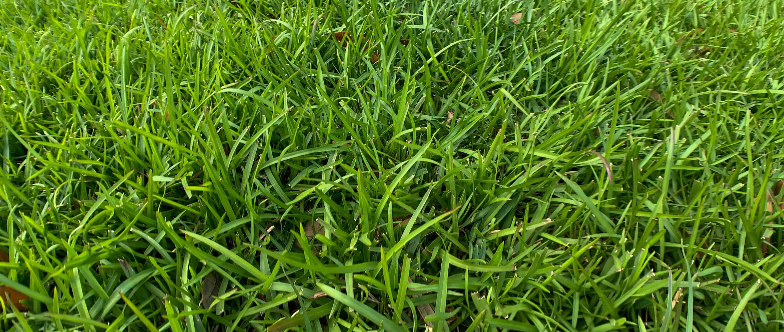 How to grow a centipede grass lawn.