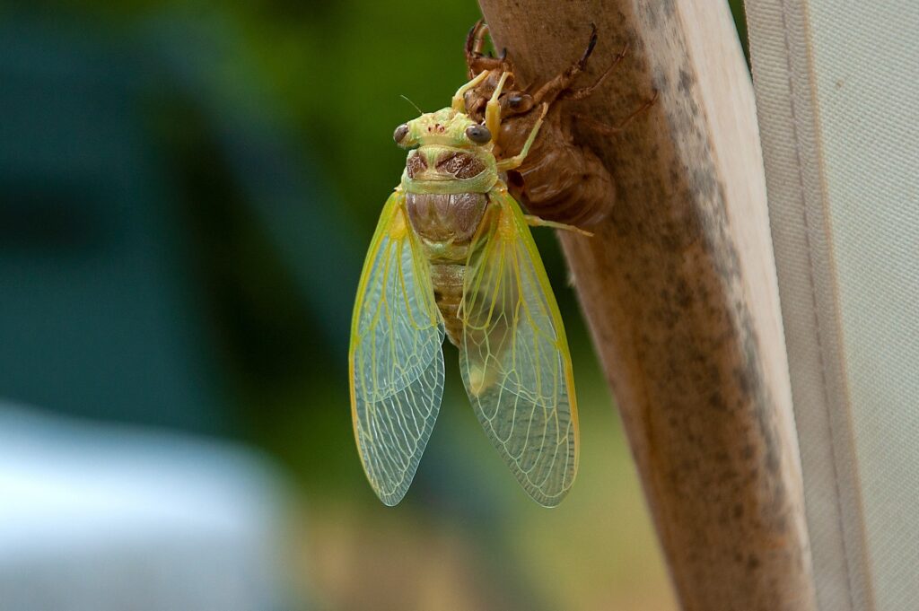 Two broods of cicadas began emerging simultaneously in April and May in this once-in-a-lifetime event