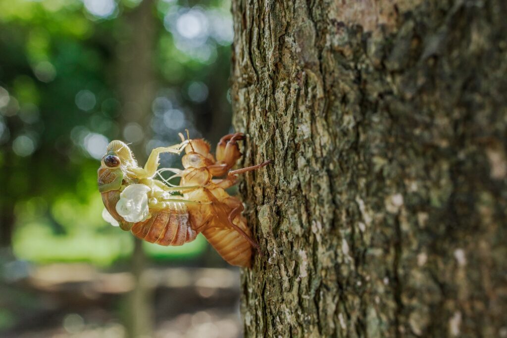 Two broods of cicadas began emerging simultaneously in April and May in this once-in-a-lifetime event