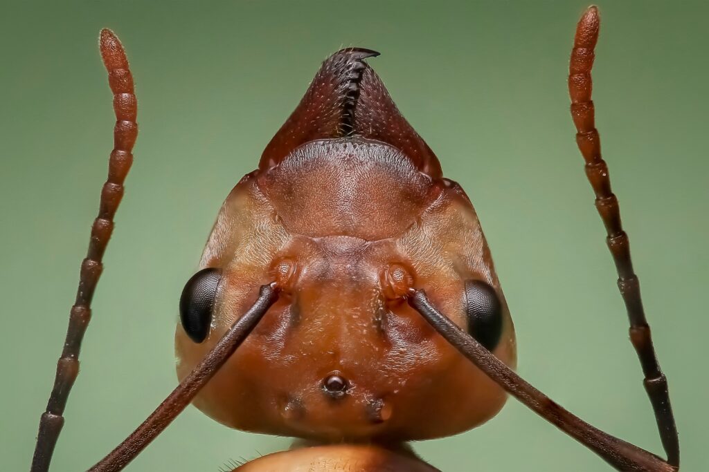 Queen Ant