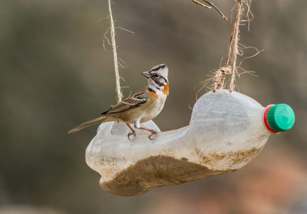 Upcycled plastic bottle to create a bird feeder.